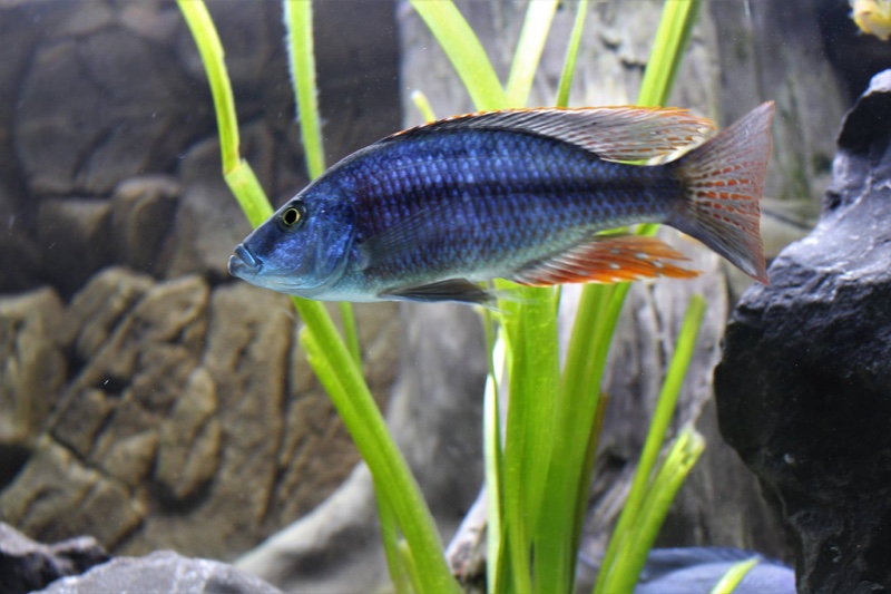Dimidiochromis strigatus